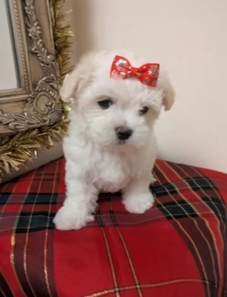 Bellissimi cuccioli di Maltese subito disponibili | Foto 1