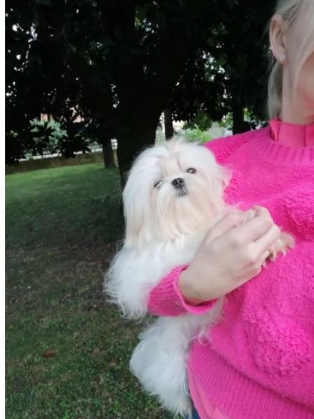 3Disponibili cuccioli di razza Maltese per ladozione | Foto 1