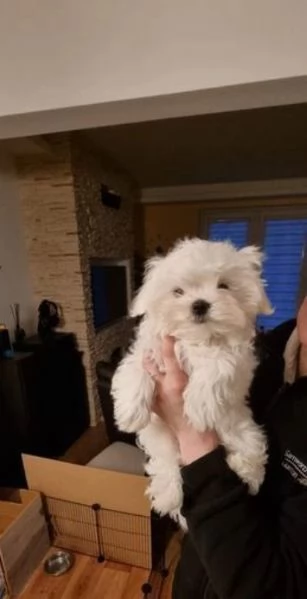 bellissimi cuccioli di maltese maschi e femmine ancora disponibili | Foto 1