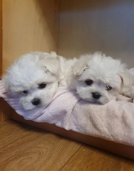 Bellissimi cuccioli di Maltese subito disponibili | Foto 1