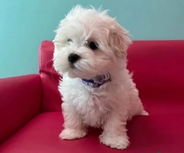 Bellissimi cuccioli di Maltese subito disponibili | Foto 0