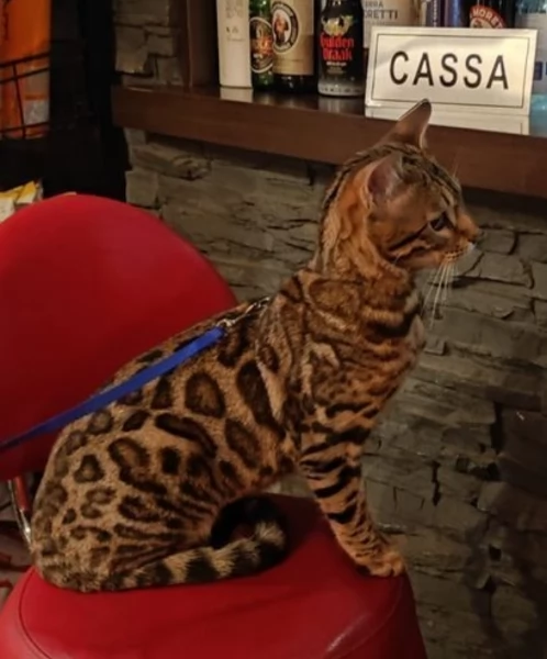 Gatini Bengala ALLEVATI CON AMORE per adozione | Foto 2