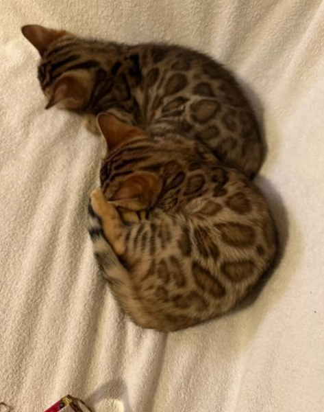 Gatini Bengala ALLEVATI CON AMORE per adozione | Foto 0