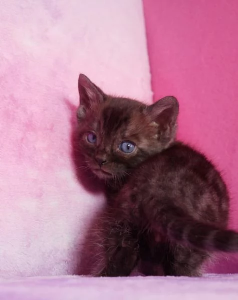 Cuccioli di bengala rarissimi | Foto 4