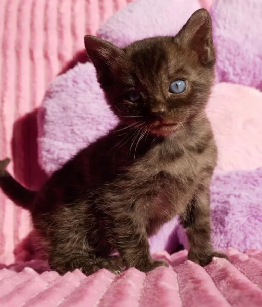 Cuccioli di bengala rarissimi | Foto 3