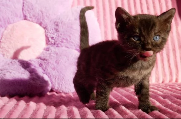 Cuccioli di bengala rarissimi | Foto 2
