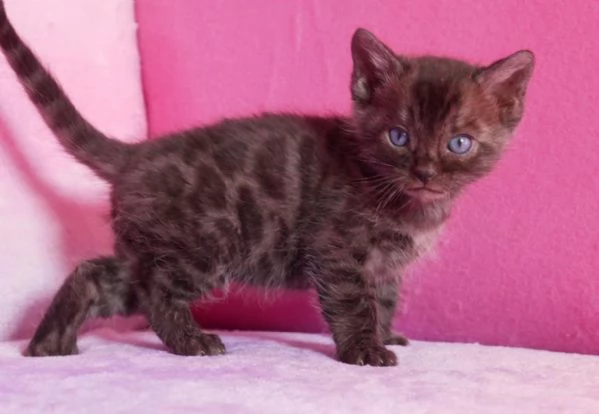 Cuccioli di bengala rarissimi