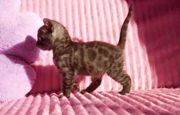 Cuccioli di bengala rarissimi | Foto 1