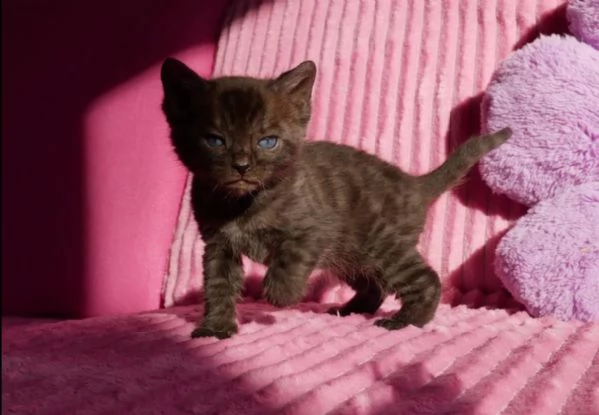 Cuccioli di bengala rarissimi | Foto 0