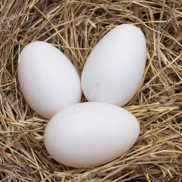 Uova di pappagallo fertili e pappagallo | Foto 2