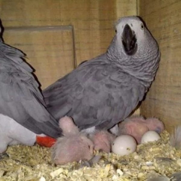 Uova di pappagallo fertili e pappagallo