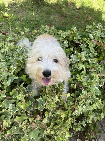 Cagnolina meticcia di 2 anni e mezzo  | Foto 2