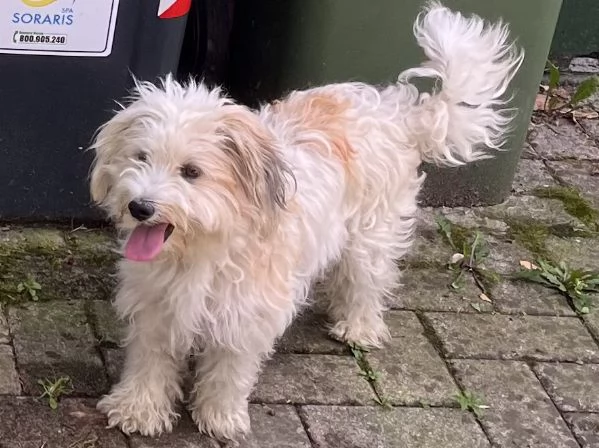 Cagnolina meticcia di 2 anni e mezzo  | Foto 1