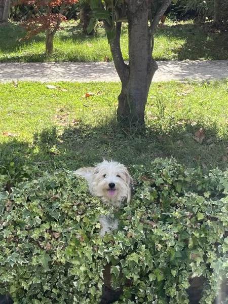 Cagnolina meticcia di 2 anni e mezzo  | Foto 0