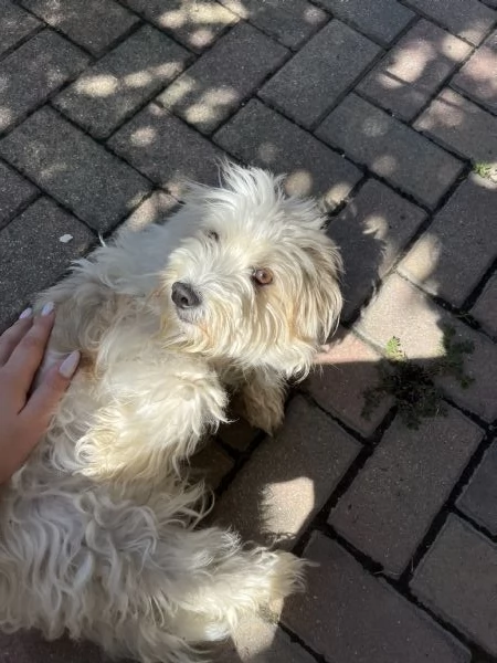 Cagnolina meticcia di 2 anni e mezzo 