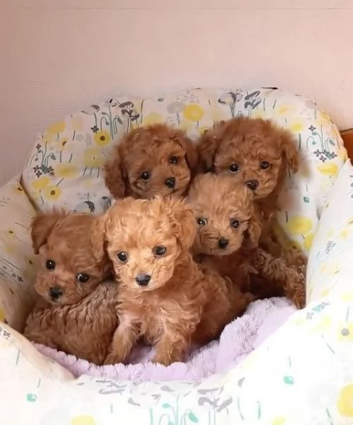 Cuccioli di barboncino