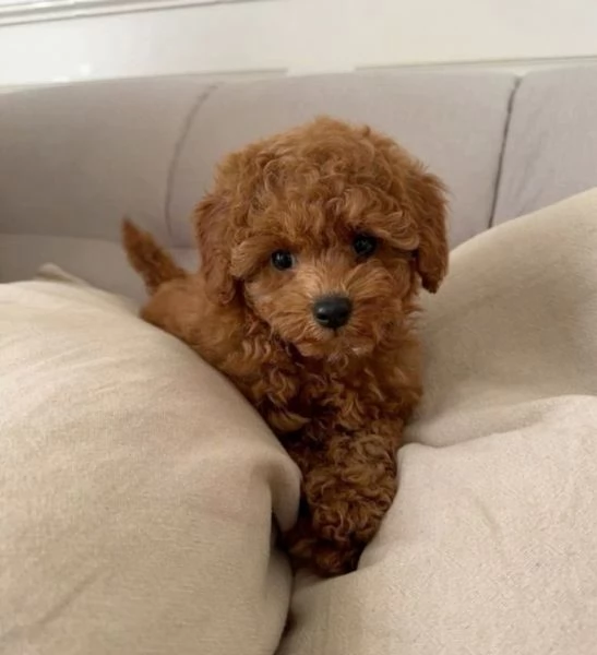 Cuccioli di barboncino | Foto 1