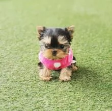 Incredibili cuccioli di Yorkshire Terrier | Foto 0