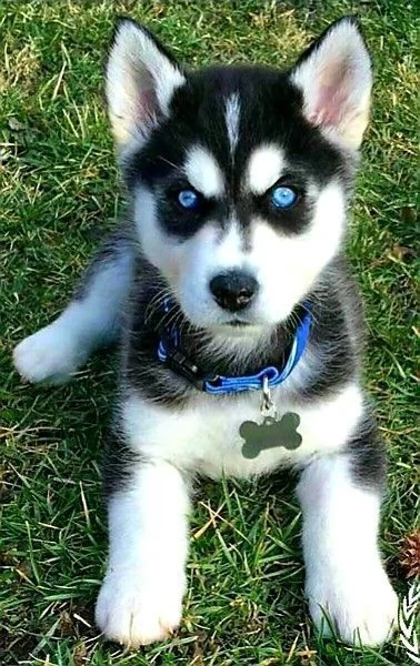 Dolci cuccioli di Husky Siberiano