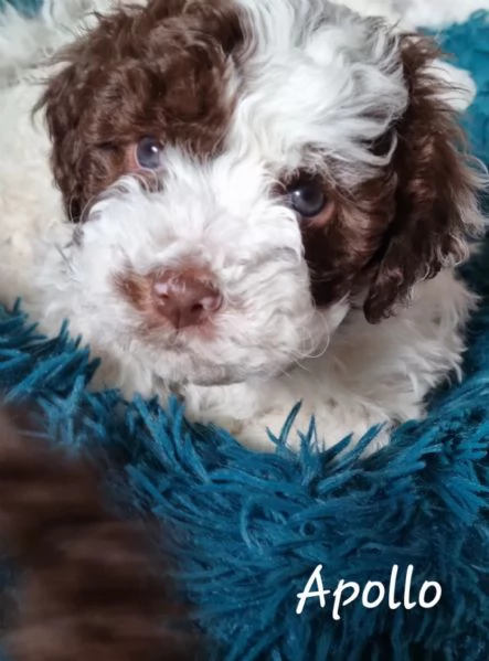 Vendo cuccioli Lagotto Romagnolo  | Foto 4