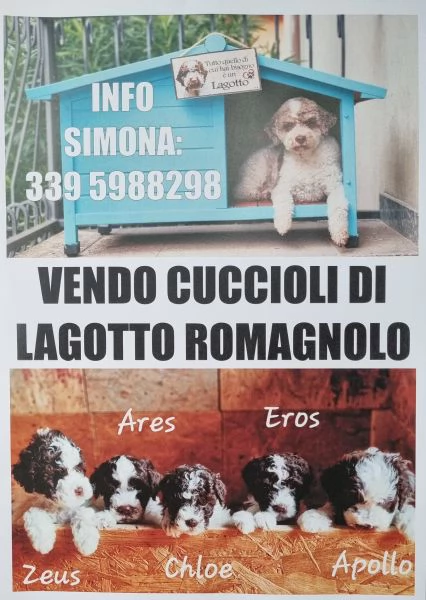 Vendo cuccioli Lagotto Romagnolo 
