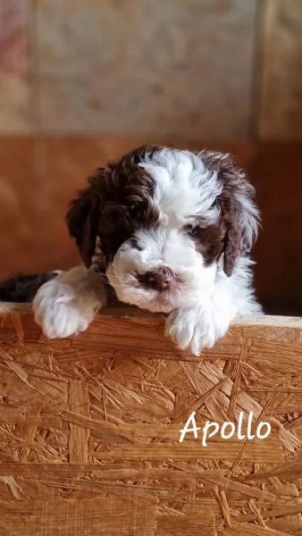 Vendo cuccioli Lagotto Romagnolo  | Foto 3
