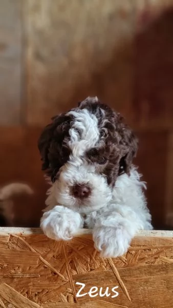 Vendo cuccioli Lagotto Romagnolo  | Foto 2
