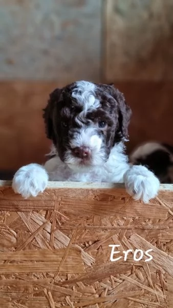 Vendo cuccioli Lagotto Romagnolo  | Foto 1
