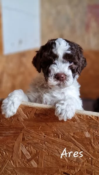 Vendo cuccioli Lagotto Romagnolo  | Foto 0