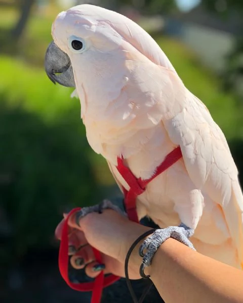Pappagalli cacatua delle Molucche allevati e nutriti a mano