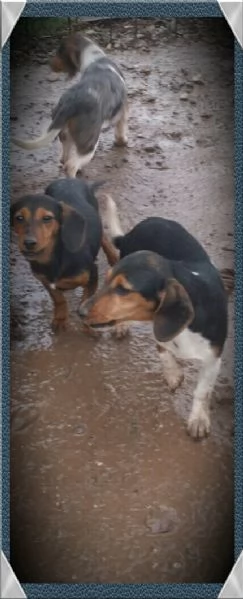 Cuccioli di DOXLE | Foto 1