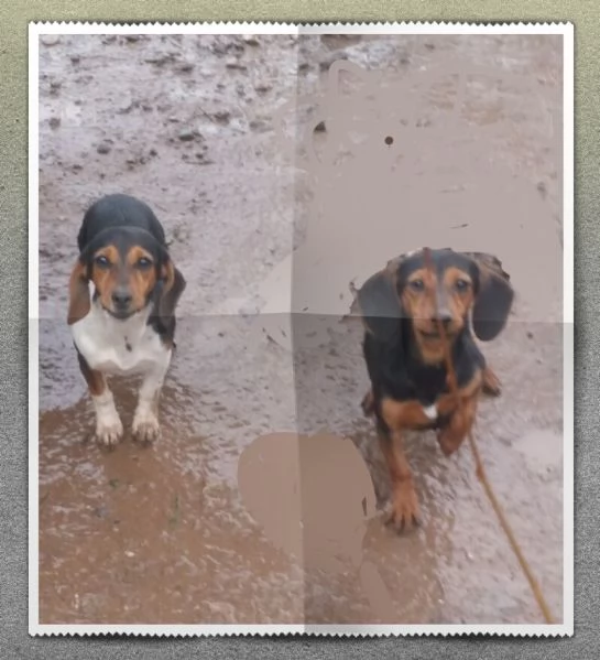 Cuccioli di DOXLE | Foto 0