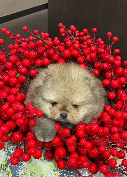 Spitz di pomerania Nano mini toy | Foto 1