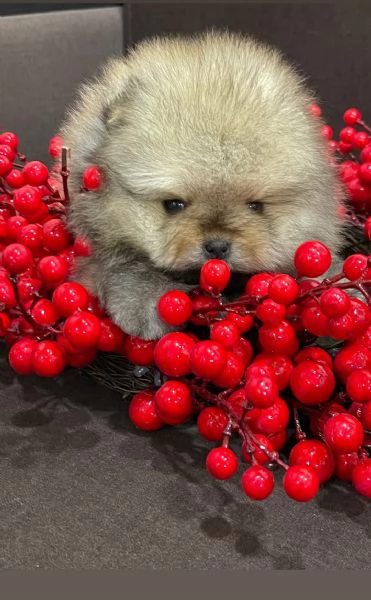 Spitz di pomerania Nano mini toy | Foto 0
