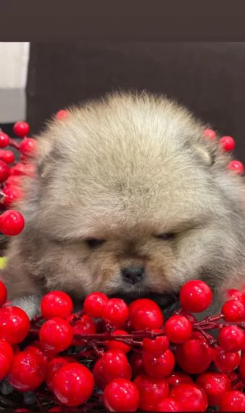 Spitz di pomerania Nano mini toy