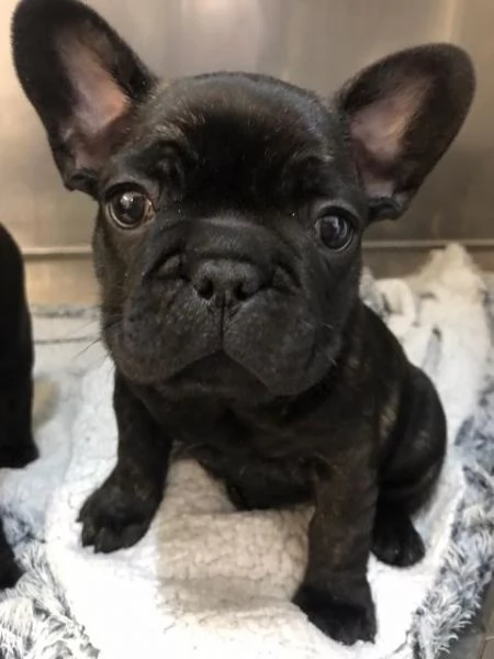 4 Cuccioli di Bulldog Francese