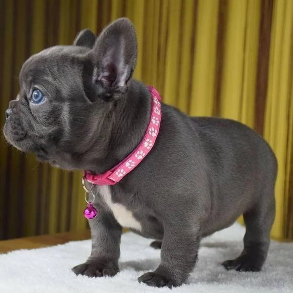 5CuccioliIII bulldog francese