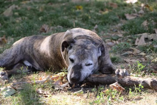 NON HO MAI AVUTO NULLA NELLA VITA , MI CHIAMO SHREK  | Foto 1