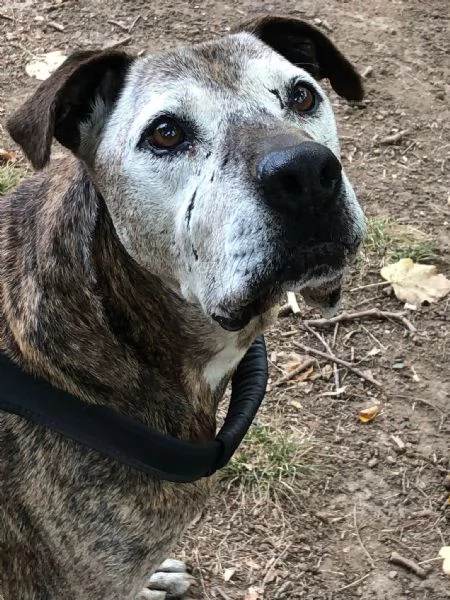 NON HO MAI AVUTO NULLA NELLA VITA , MI CHIAMO SHREK  | Foto 0