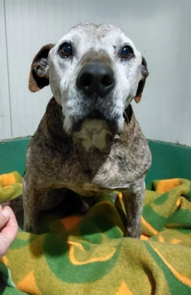 NON HO MAI AVUTO NULLA NELLA VITA , MI CHIAMO SHREK 