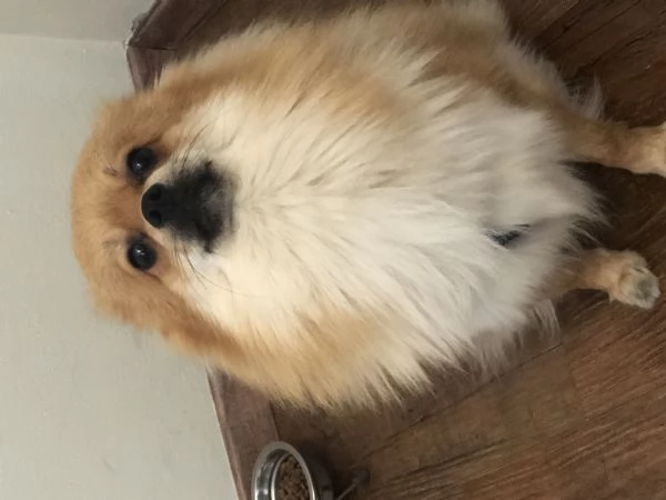 Volpino di pomerania