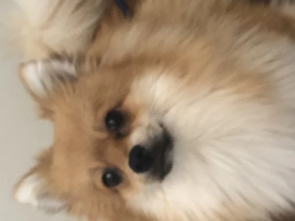 Volpino di pomerania | Foto 1