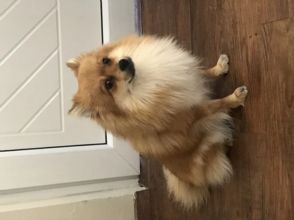 Volpino di pomerania | Foto 0