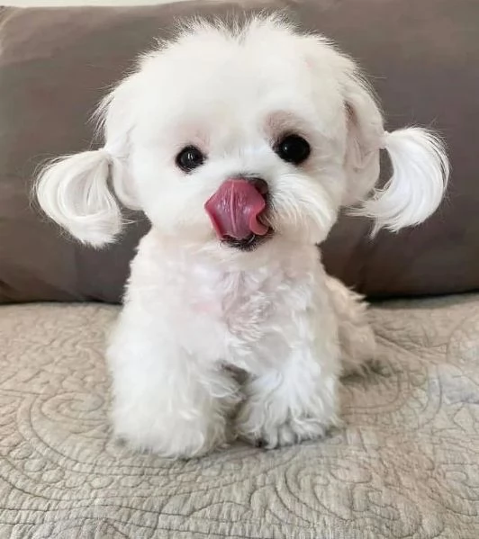 Cuccioli di Maltese taglia piccola | Foto 0