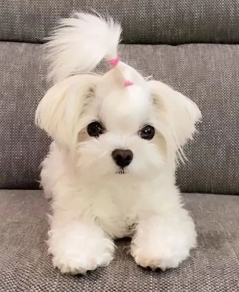 Cuccioli di Maltese taglia piccola