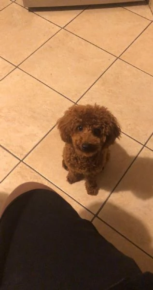 Barboncino disponibile per accoppiamento | Foto 3