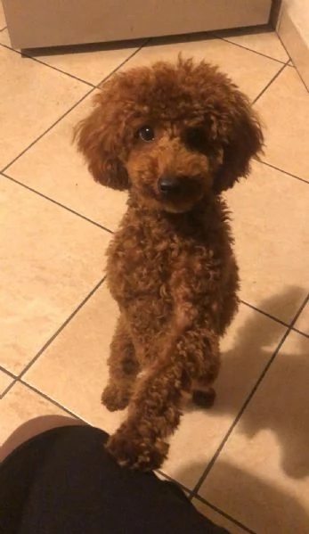 Barboncino disponibile per accoppiamento | Foto 2