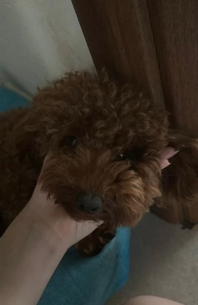 Barboncino disponibile per accoppiamento | Foto 1