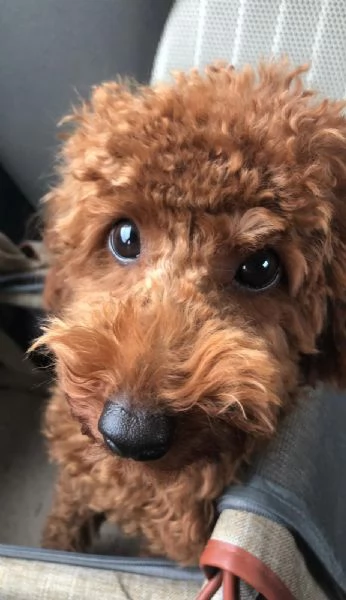 Barboncino disponibile per accoppiamento