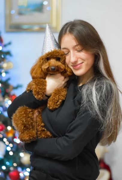 Barboncino disponibile per accoppiamento | Foto 0